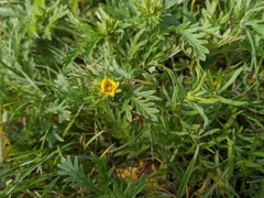 Potentilla litoralis