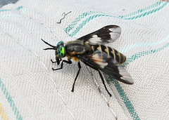 Chrysops nigripes