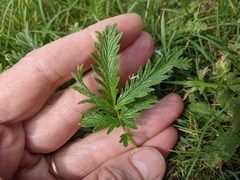 Potentilla litoralis