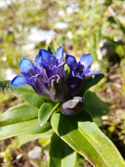 Gentiana cruciata cruciata