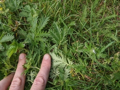 Potentilla litoralis