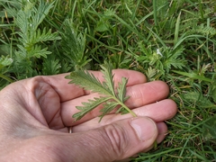 Potentilla litoralis