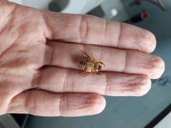 Amphimallon solstitiale