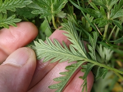 Potentilla litoralis