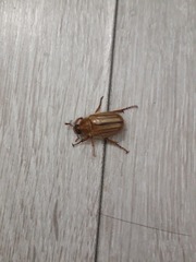 Amphimallon solstitiale
