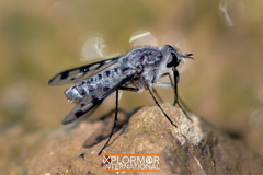 Thevenetimyia tridentata