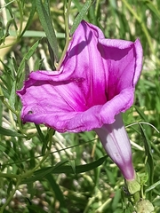 Ipomoea leptophylla
