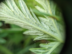 Potentilla litoralis