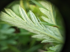 Potentilla litoralis