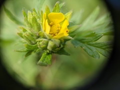 Potentilla litoralis