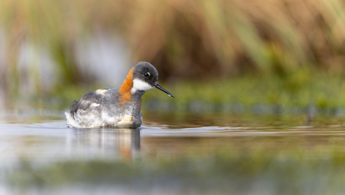 Phalarope à bec étroit