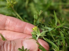 Potentilla litoralis