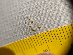 Potentilla litoralis