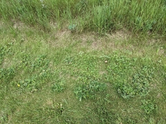 Potentilla litoralis