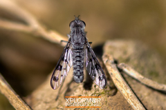 Thevenetimyia tridentata