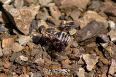 Thyridanthrax nugator