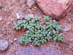 Crassula corallina