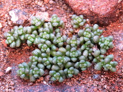 Crassula corallina