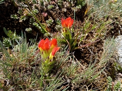 Castilleja tolucensis