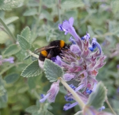 Bombus