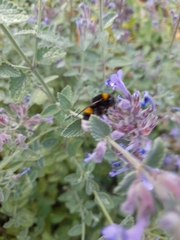 Bombus