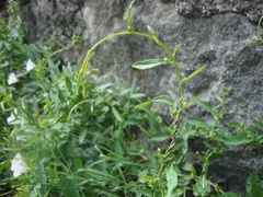 Convolvulus arvensis
