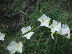 Convolvulus arvensis