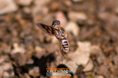 Thyridanthrax nugator