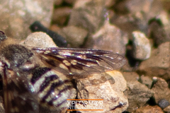 Thyridanthrax nugator