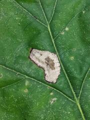 Phyllonorycter basistrigella