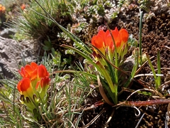 Castilleja tolucensis
