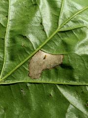 Phyllonorycter basistrigella