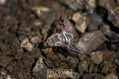 Thyridanthrax nugator