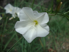 Convolvulus arvensis