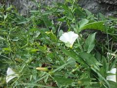 Convolvulus arvensis