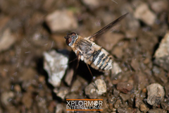 Thyridanthrax nugator