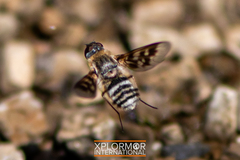 Thyridanthrax nugator