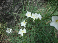 Convolvulus arvensis