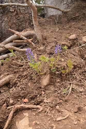 Image of Veronica utahensis by (c) Mitch Van Dyke, some rights reserved (CC BY)