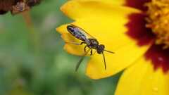 Lasioglossum