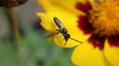 Lasioglossum