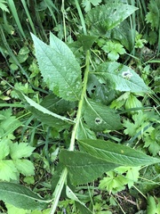 Saussurea parviflora