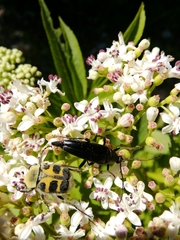 Pedostrangalia pubescens
