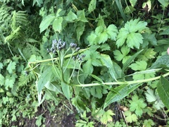 Saussurea parviflora