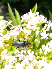 Pedostrangalia pubescens