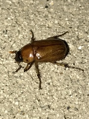 Cyclocephala borealis