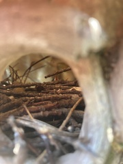 Troglodytes aedon