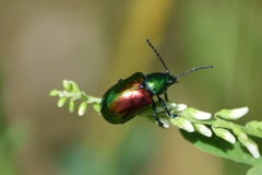 Chrysochus auratus