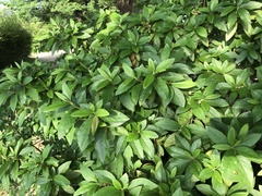 Rhododendron × pulchrum