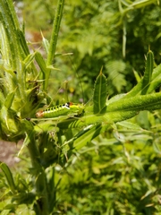 Poecilimon thoracicus